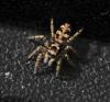 Salticus scenicus